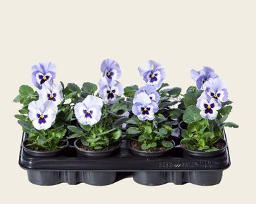 Alleen in winkel Viool Grootbloemig 'Alpha Marina' - Tray 12 st.