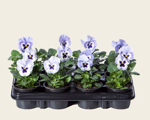 Alleen in winkel Viool Grootbloemig 'Alpha Marina' - Tray 12 st.