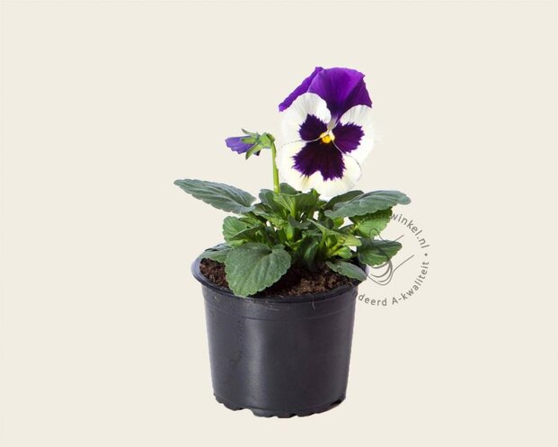 Alleen in winkel Viool Grootbloemig 'Delta Violet-wit' - Tray 12 st.