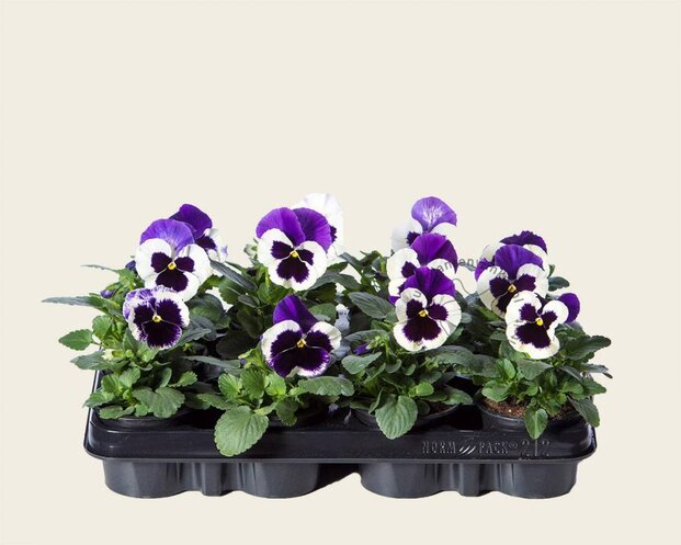 Alleen in winkel Viool Grootbloemig 'Delta Violet-wit' - Tray 12 st.