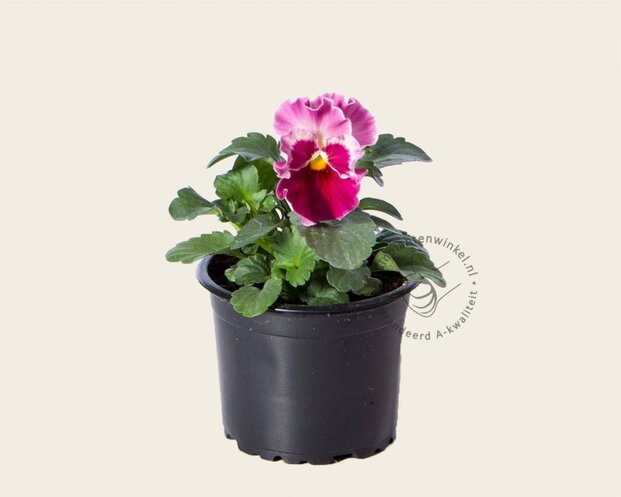Alleen in winkel Viool Grootbloemig 'Delta Strawberry Cream' - Tray 12 st.