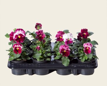 Alleen in winkel Viool Grootbloemig 'Delta Strawberry Cream' - Tray 12 st.