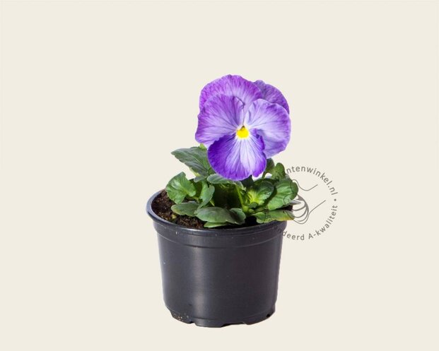Alleen in winkel Viool Grootbloemig 'Matrix Lavender Shades' - Tray 12 st.