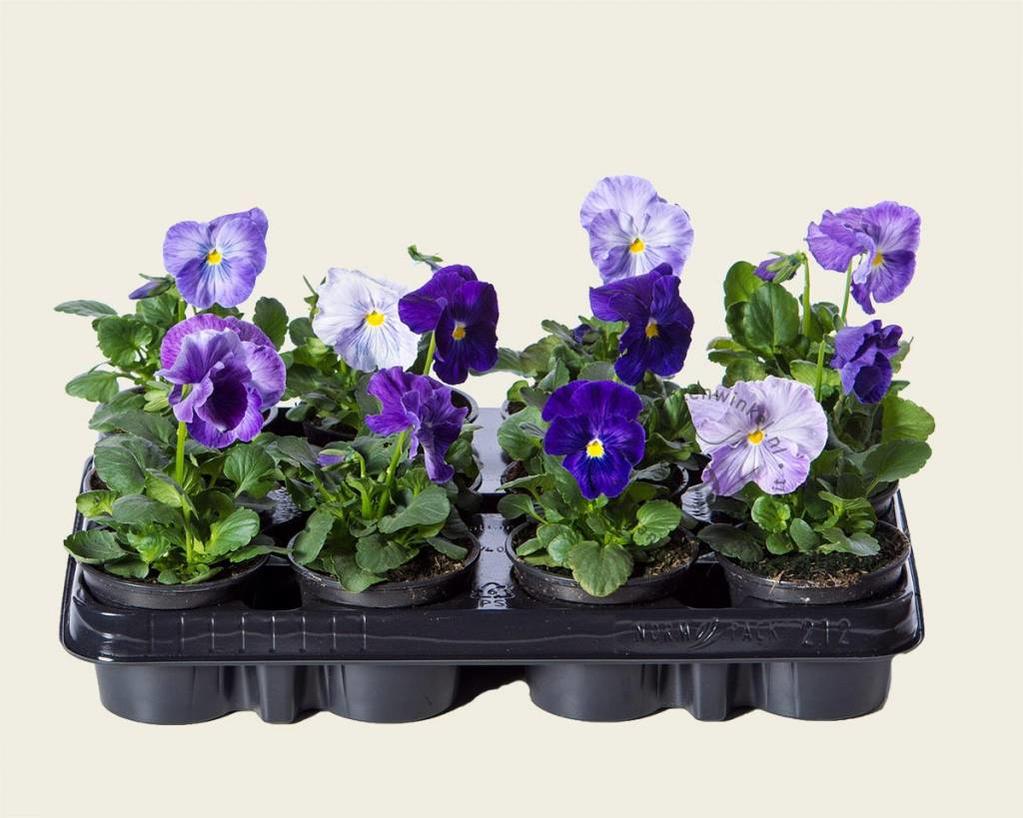 Viool Grootbloemig 'Matrix Lavender Shades' - Tray 12 st.