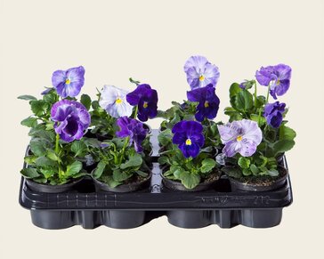 Alleen in winkel Viool Grootbloemig 'Matrix Lavender Shades' - Tray 12 st.
