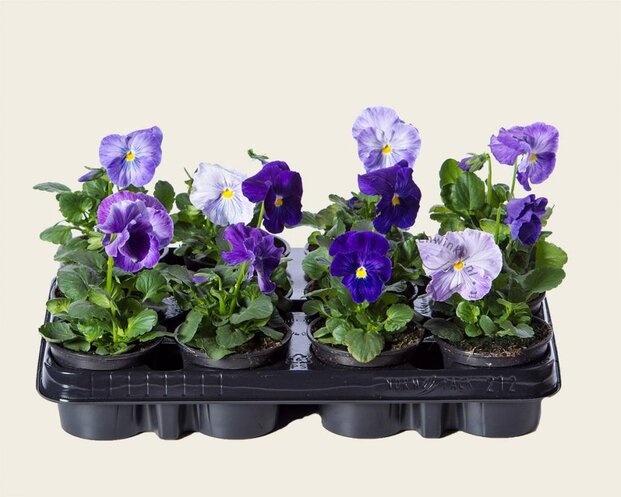 Alleen in winkel Viool Grootbloemig 'Matrix Lavender Shades' - Tray 12 st.