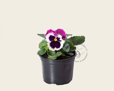 Alleen in winkel Viool Grootbloemig 'Matrix Cassis' - Tray 12 st.