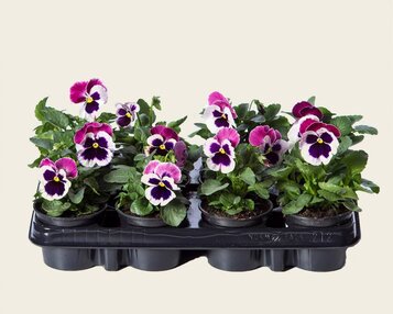 Viool Grootbloemig 'Matrix Cassis' - Tray 12 st. image