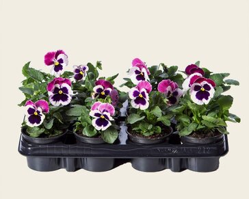 Alleen in winkel Viool Grootbloemig 'Matrix Cassis' - Tray 12 st.