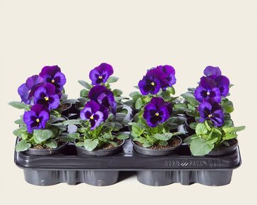 Alleen in winkel Viool Grootbloemig 'Delta Neon Violet' - Tray 12 st.