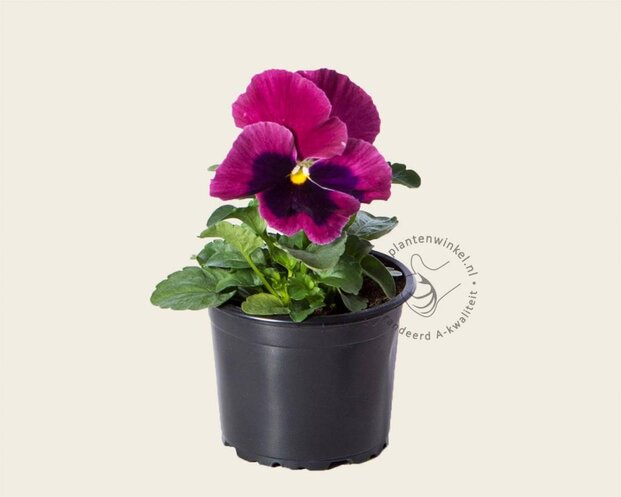Alleen in winkel Viool Grootbloemig 'Matrix Roze met Oog' - Tray 12 st.
