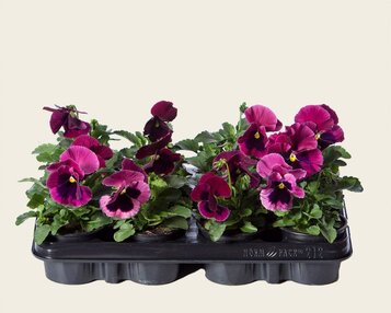 Viool Grootbloemig 'Matrix Roze met Oog' - Tray 12 st. image