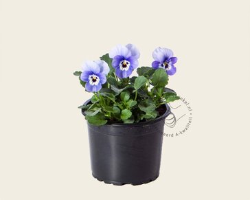 Alleen in winkel Viool Mini 'Callisto Deep Marina' - Tray 12 st.