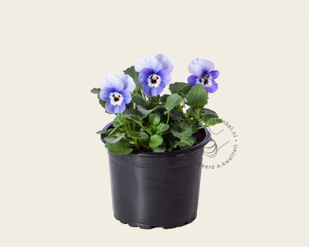 Alleen in winkel Viool Mini 'Callisto Deep Marina' - Tray 12 st.
