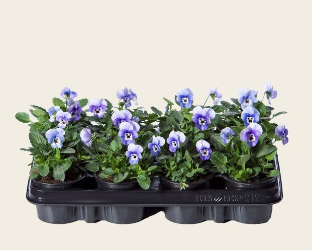 Alleen in winkel Viool Mini 'Callisto Deep Marina' - Tray 12 st.