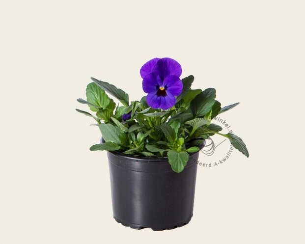 Alleen in winkel Viool Mini 'Sorbet Donkerblauw met Oog' - Tray 12 st.