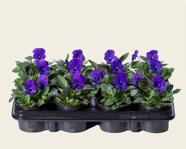 Alleen in winkel Viool Mini 'Sorbet Donkerblauw met Oog' - Tray 12 st.