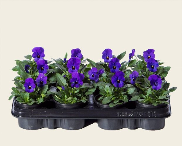 Alleen in winkel Viool Mini 'Sorbet Donkerblauw met Oog' - Tray 12 st.