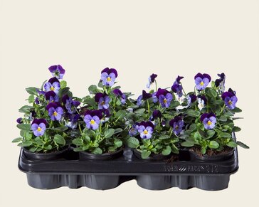 Alleen in winkel Viool Mini 'Sorbet Denim Jump Up' - Tray 12 st.