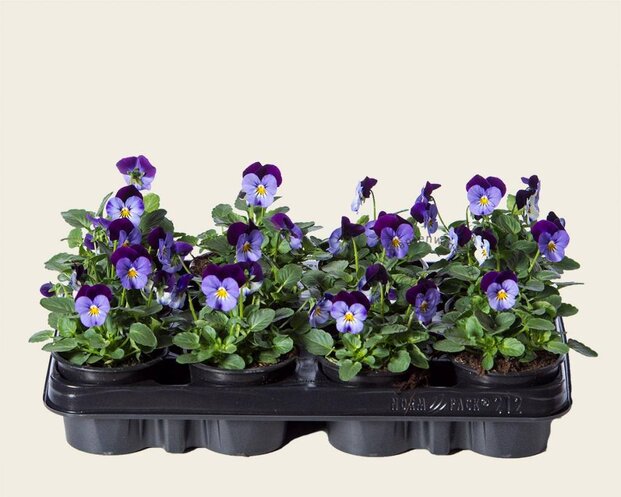 Alleen in winkel Viool Mini 'Sorbet Denim Jump Up' - Tray 12 st.