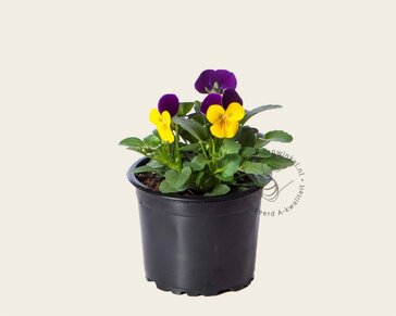 Alleen in winkel Viool Mini 'Callisto Geel-paarse Vlag' - Tray 12 st.