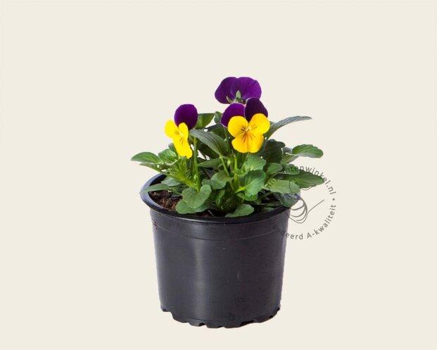 Alleen in winkel Viool Mini 'Callisto Geel-paarse Vlag' - Tray 12 st.