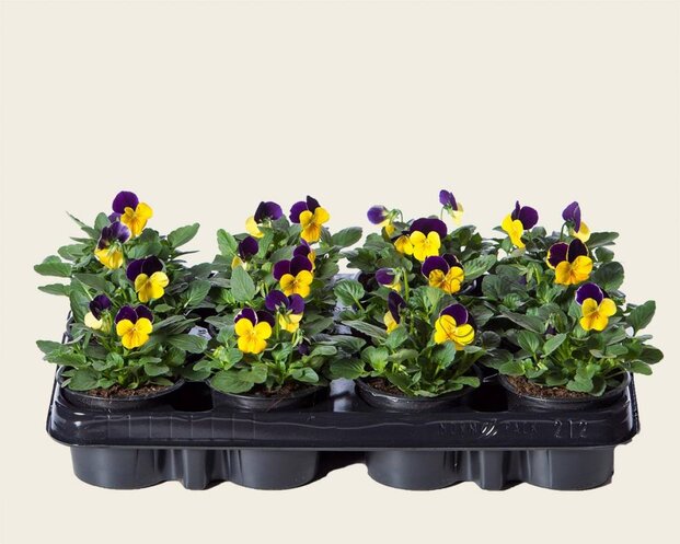 Alleen in winkel Viool Mini 'Callisto Geel-paarse Vlag' - Tray 12 st.