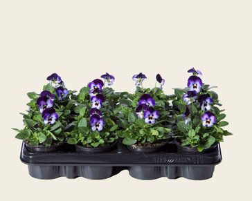 Alleen in winkel Viool Mini 'Callisto Denim' - Tray 12 st.