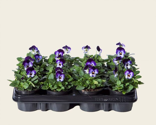 Alleen in winkel Viool Mini 'Callisto Denim' - Tray 12 st.