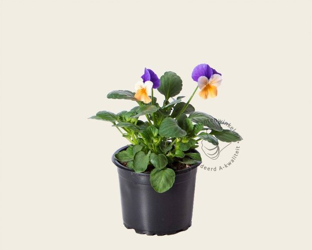 Alleen in winkel Viool Mini 'Callisto Peach Duet' - Tray 12 st.