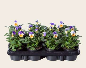 Alleen in winkel Viool Mini 'Callisto Peach Duet' - Tray 12 st.
