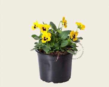 Alleen in winkel Viool Mini 'Sorbet Geel met Oog' - Tray 12 st.
