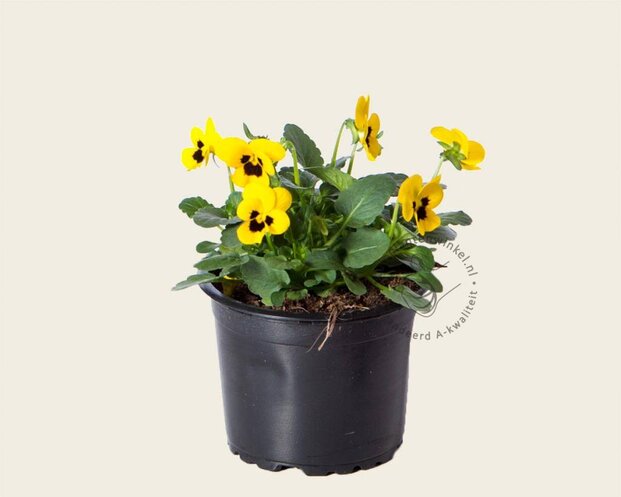 Alleen in winkel Viool Mini 'Sorbet Geel met Oog' - Tray 12 st.