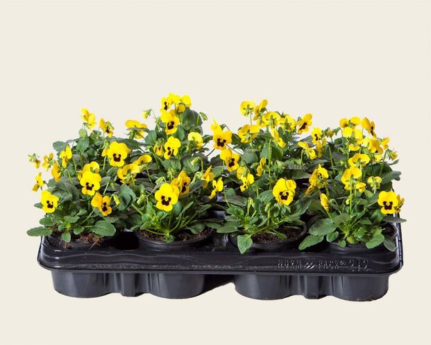 Alleen in winkel Viool Mini 'Sorbet Geel met Oog' - Tray 12 st.