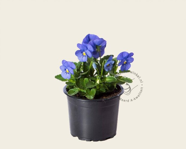 Alleen in winkel Viool Mini 'Callisto Hemelsblauw' - Tray 12 st.