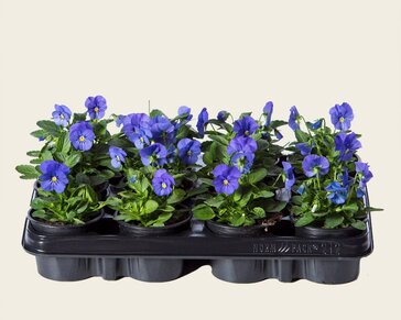 Alleen in winkel Viool Mini 'Callisto Hemelsblauw' - Tray 12 st.