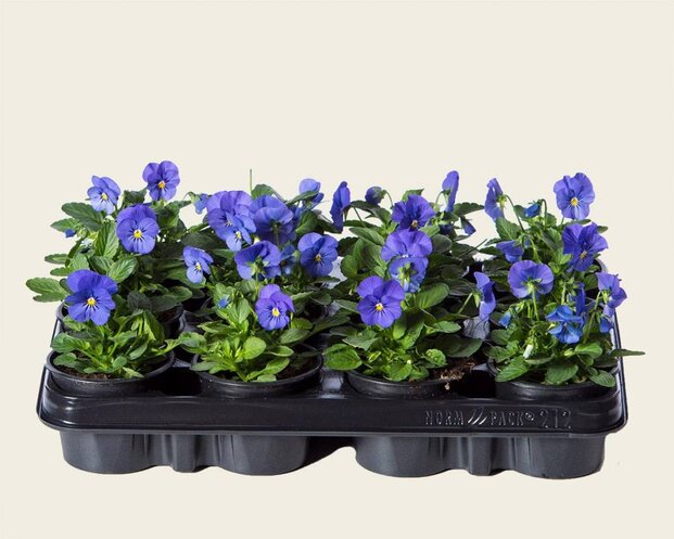 Alleen in winkel Viool Mini 'Callisto Hemelsblauw' - Tray 12 st.