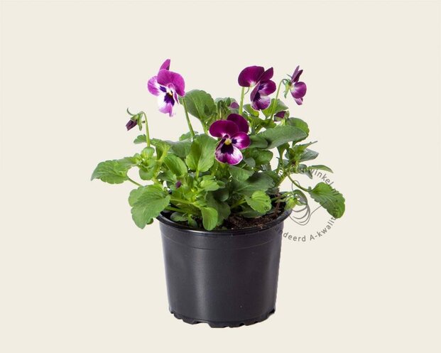 Alleen in winkel Viool Mini 'Sorbet Raspberry' - Tray 12 st.