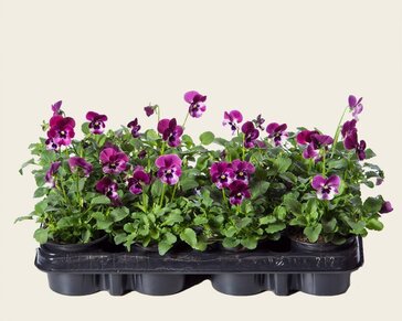 Alleen in winkel Viool Mini 'Sorbet Raspberry' - Tray 12 st.
