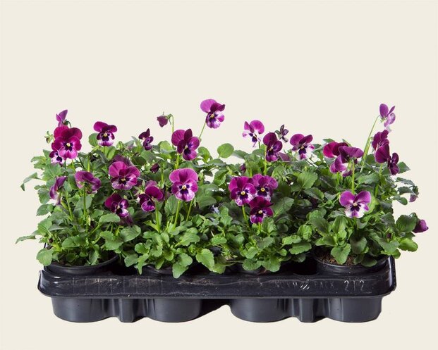 Alleen in winkel Viool Mini 'Sorbet Raspberry' - Tray 12 st.