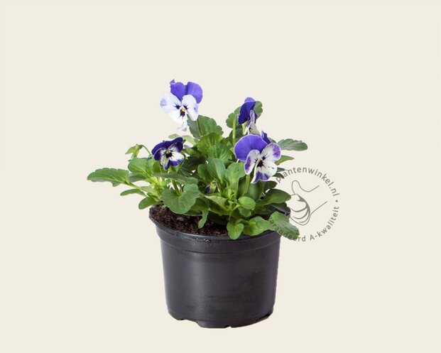 Alleen in winkel Viool Mini 'Sorbet Delfts Blauw' - Tray 12 st.