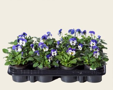 Alleen in winkel Viool Mini 'Sorbet Delfts Blauw' - Tray 12 st.