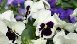 Alle violen image