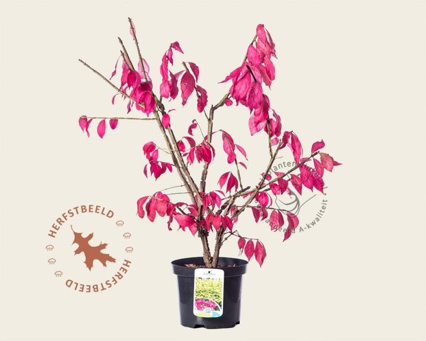 Euonymus alatus