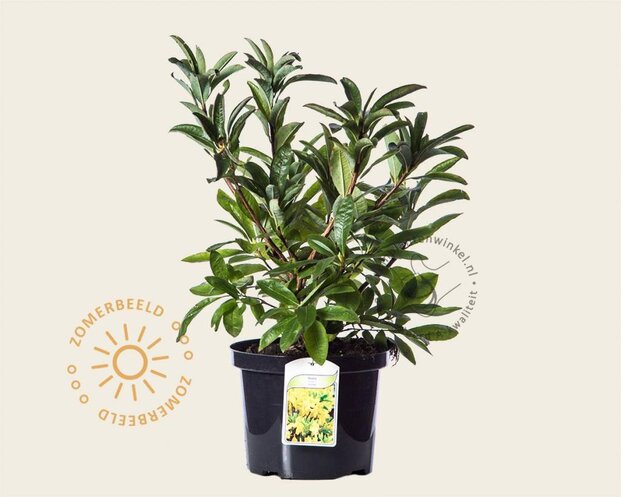 Rhododendron kh. 'Harvest Moon'