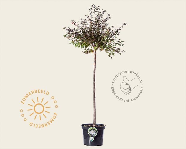 Prunus incisa 'Kojou-no-mai' - 60 cm stam