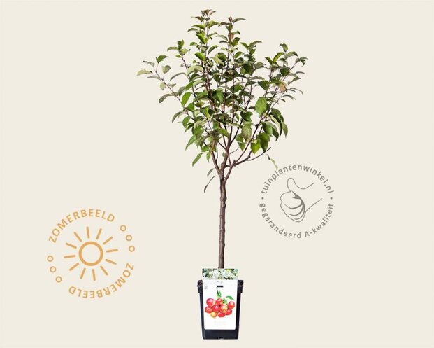 Malus 'Evereste' - mini