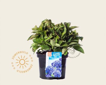Hydrangea macrophylla 'Little Blue' image