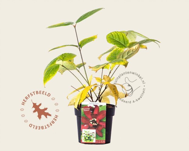 Calycanthus 'Hartlage Wine'