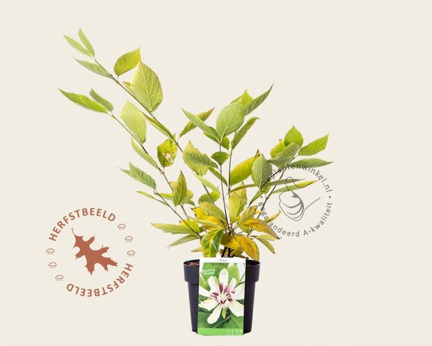 Calycanthus 'Venus'